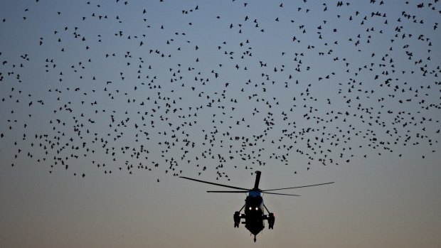 A flock of starling birds fly in front of Marine One, with US President Donald Trump on board, on Thursday.