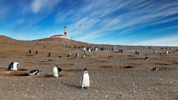 Isla Magdalena is two hours by boat from Punta Arenas and a seasonal home to a colony of Magellanic penguins.