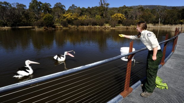 Wildlife officer Leith Collard feeds Australian pelicans, George and Mildred.