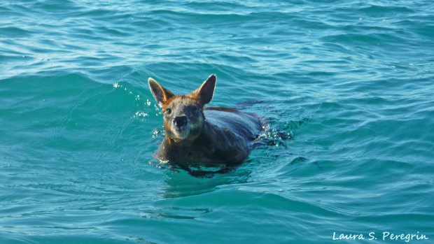 The swamp wallaby, nicknamed Swampy, which was rescued off the coast of Coffs Harbour by a group on a diving trip.