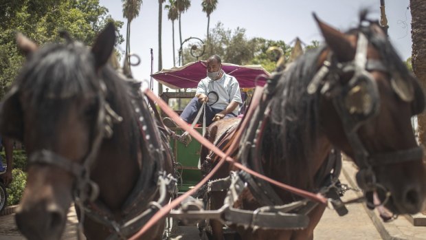 The latest animals to fall victim to the wider fallout from the coronavirus in Morocco are horses. In Marrakech, horses are used to pull the caleches, the fanciful open carriages that take tourists around the central area, but the tourist trade has collapsed and horses that can't earn their keep aren't kept.
