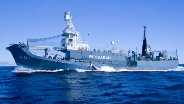 Japanese whaling harpoon ship the Yushin Maru 2 
offloads a minke whale onto factory ship the Nisshin Maru in the Southern Ocean in 2013.