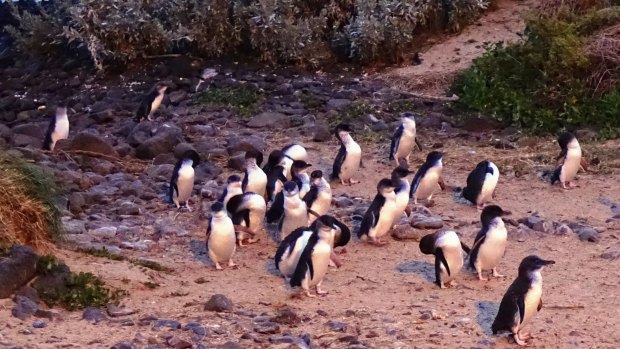 Watching Phillip Island's penguin parade online was a lockdown favourite.