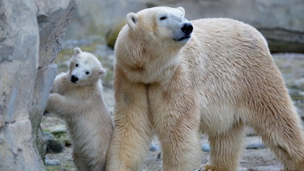 Polar bear cub Lili and mother Valeska at a zoo in Bremerhaven, northern Germany this month.