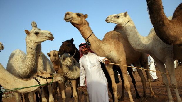 Camel beauty pageants, in which camels are judged on their looks and dressage, are held all over Saudi Arabia. 