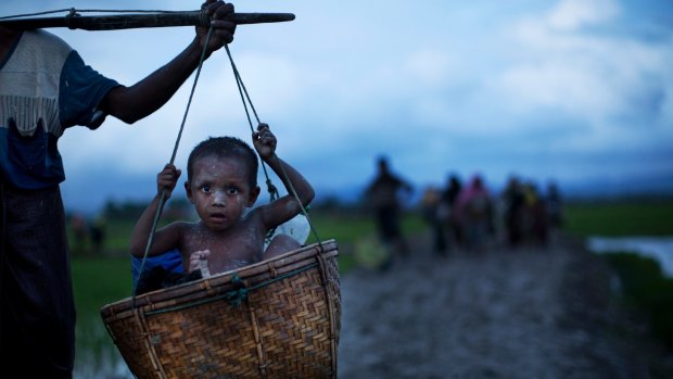 An ethnic Rohingya child from Myanmar is carried in a basket past rice fields after crossing over to Bangladesh.