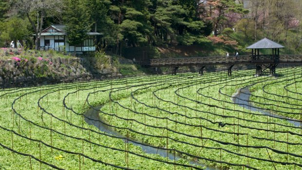 A pedestrian bridge crosses wasabi fields at Daio.