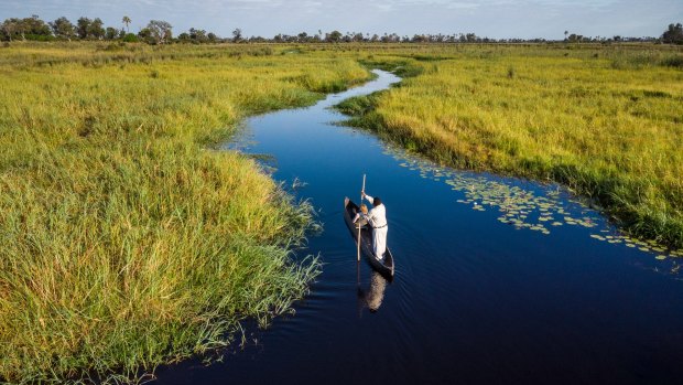 The Okavango River spreads over the delta and transforms the parched landscape into a luminous tapestry of greens and golds from May to October each year. 