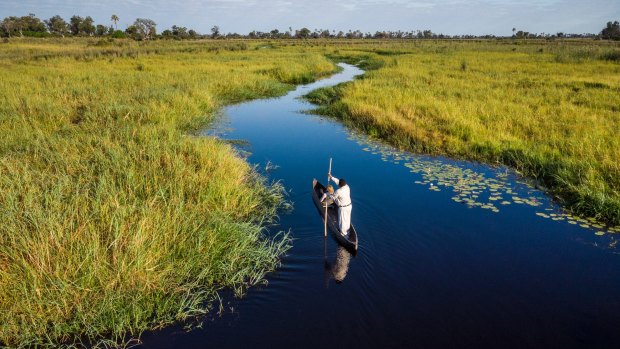 The Okavango River spreads over the delta and transforms the parched landscape into a luminous tapestry of greens and golds from May to October each year. 