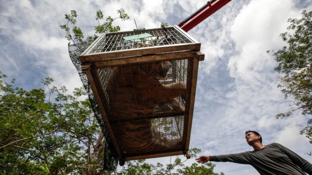 A sedated tiger is loaded on to a truck at the Tiger Temple  where 137 tigers were kept, following accusations the monks were illegally breeding and trafficking endangered animals.