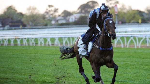 Tested horse: Lidari during a trackwork session in October last year.