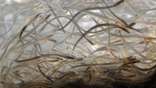 Baby eels, known as elvers, swim in a plastic bag at a buyer's holding facility in Portland, Maine. 
