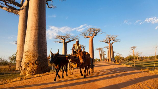 The Avenue of the Baobabs near Morondava, Western Madagascar.