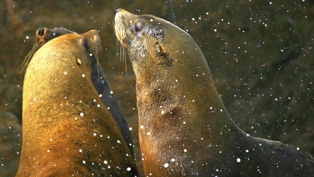 Vulnerable: fur seals are among the wide variety of marine life that are injured or maimed by discarded plastics and fishing line. 