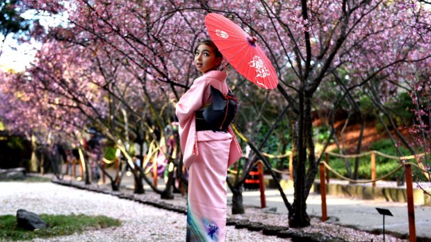 Emily Gessner, 10, wears a kimono to the cherry blossom festival in Auburn.