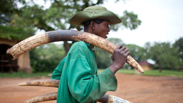 A ranger carries elephant tusks that were found at Garamba National Park in 2012. 