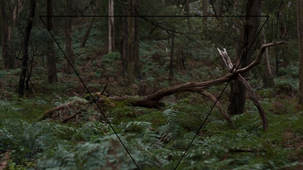 Elly Freer's "Picnic at Hanging Rock 1", 2015, suggests the possibilities of unknown and hidden activity.