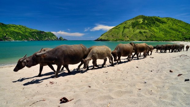 Buffalos walk along Mawun beach, Lombok.