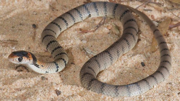 Baby eastern brown snakes target lizards, while adults target mammals.