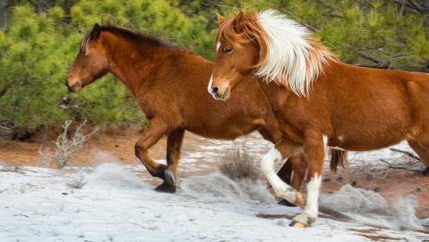 Two of the wild horses at Assateague Island National Seashore in eastern Maryland, USA, run through open, sandy woods. 