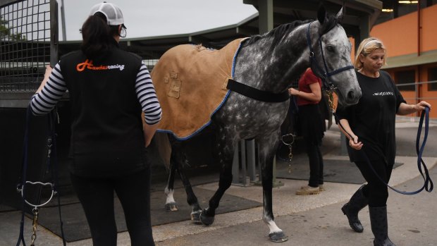 Ready to go: Carmen Hepburn (right) leads Chautauqua from the walker at the stables at Rosehill Gardens Racecourse. 
