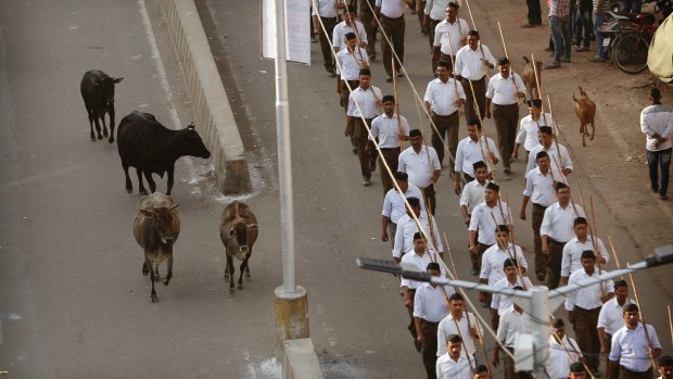 Stray cows - sacred to Hindus - roam on a street as volunteers of the Hindu nationalist  Rashtriya Swayamsevak Sangh march  in Allahabad.