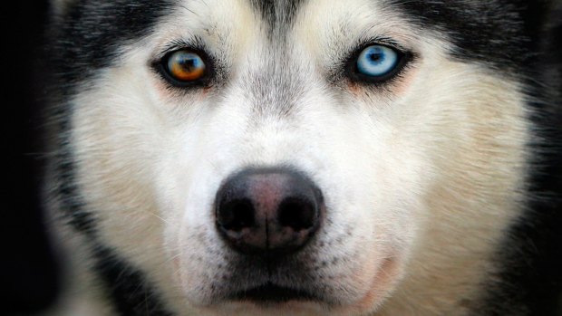 Huskies have a superpower: endless stamina and a mad need to use it.