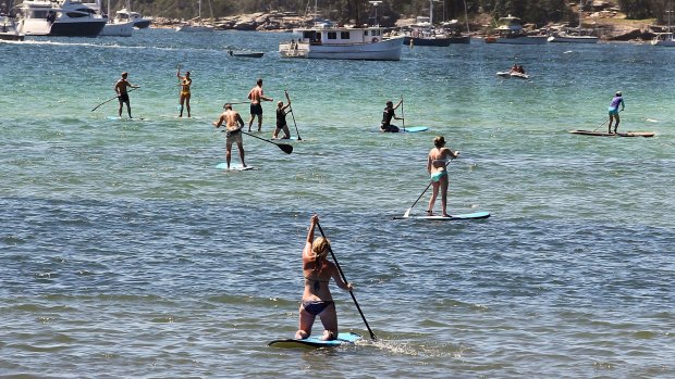Stand-up paddle boarders at Rose Bay, where a tourist was injured by a stingray on Sunday.