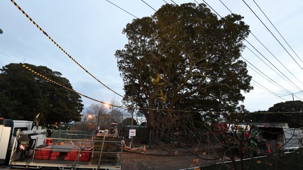 The large fig tree on the corner of Wansey Road and High Street in Randwick is being removed as part of the light rail project.