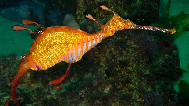 One of the attractions of diving in Sydney is weedy sea dragons.