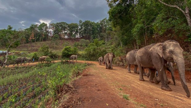 Save Elephant Foundation are helping elephants who have lost their jobs at sanctuary parks due to the lack of tourists from the coronavirus pandemic to return home to their natural habitats.