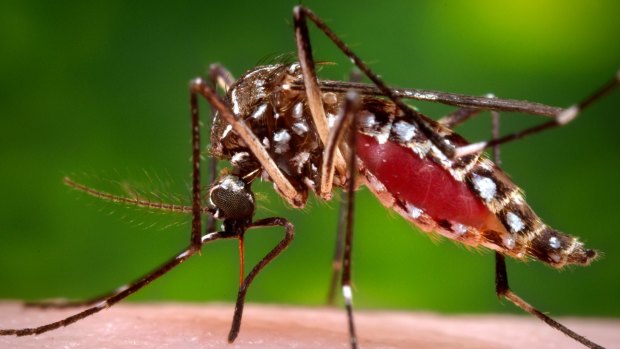 The Aedes aegypti mosquito, which is blamed for carrying the Zika virus. 