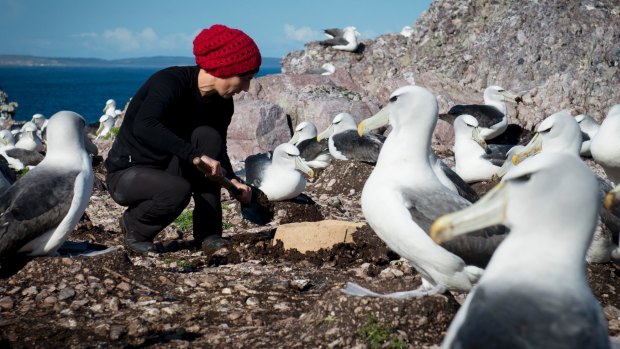 Rachael Aldermen, from Tasmania's Department of Primary Industries, Parks, Water and Environment, installing an artificial nest on  Albatross Island in June.