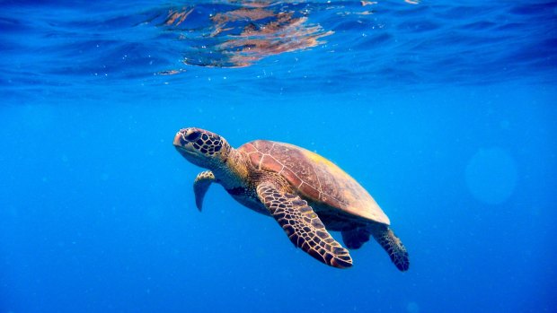 The number of turtles hooked by commercial fishers in the Eastern Tuna and Billfish Fishery has increased sharply since 2012.