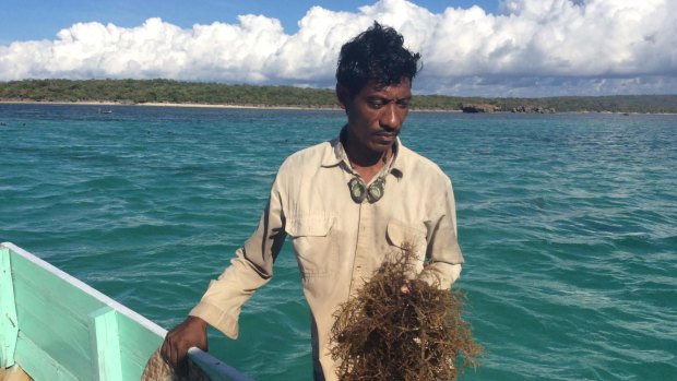 Rote Island seaweed farmer Nikodemus Manefa with his crop. Seaweed farmers say the Montara spill devastated their livelihoods.