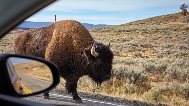 Bison in Yellowstone are not tame, nor are they scared of visitors.