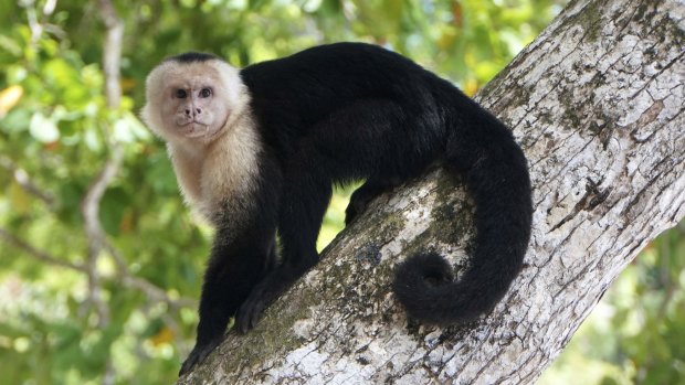 This is a White-faced Capuchin. Might you be a clever monkey? 