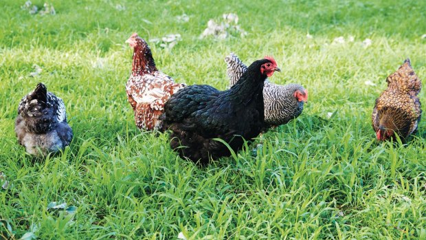 Low-maintenance: Chickens cope with "as much or as little interaction as you like", says Dave Ingham in his book.