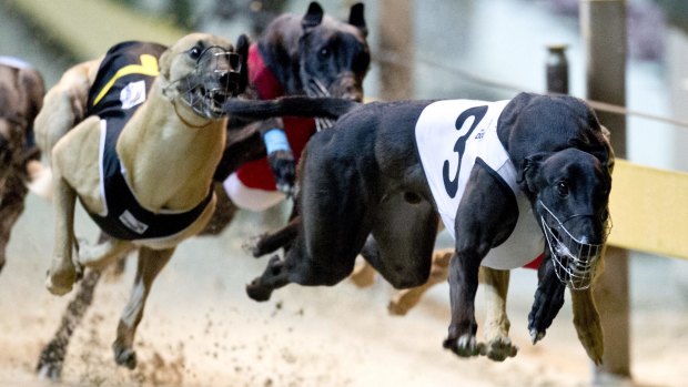 The lucky greyhounds who survived by being fast enough now face an uncertain future as animal activists try to have them adopted when the industry ban begins next July.  