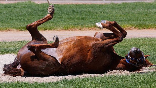 Red Cadeaux will make his fifth visit to Australia for the Melbourne Cup.