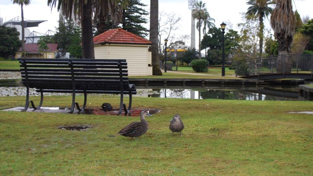 It's lovely weather for ducks, but experts say it'll clear this weekend.