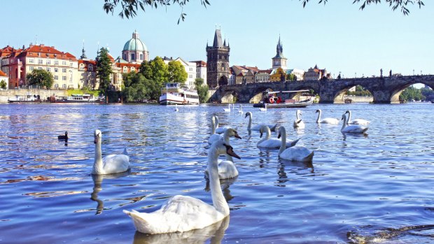 The Charles bridge and Swans on Vltava.