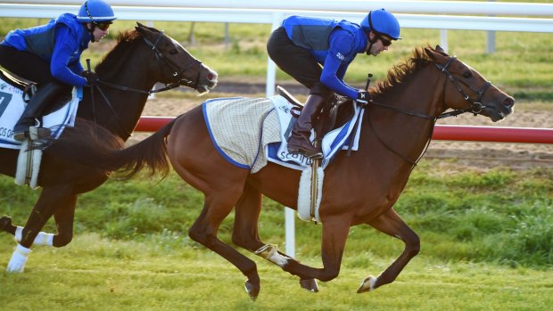 Tidy gallop: Michael Ennis works Scottish at Werribee during the week. 