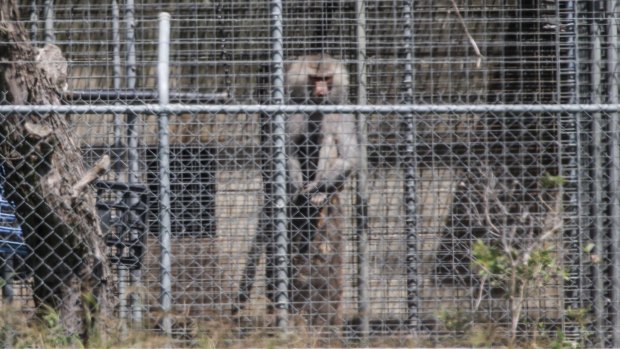 
A baboon, part of a colony breeding program, sits behind security fencing at the National Health and Medical Research Council facility in Wallacia in Sydney's west. 