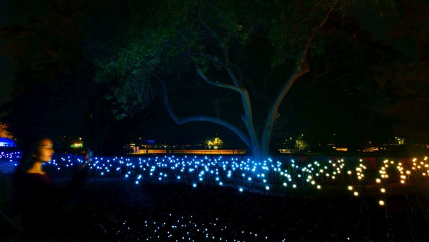 Oasis is a sea of dancing lights in the Royal Botanic Garden.