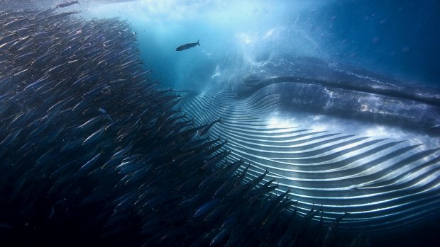 A Bryde whale during a sardine run  in South Africa captured by photographer Michael Aw. 