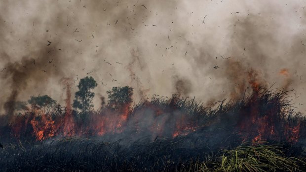 Fire burns peatland and fields at Sungai Rambutan village, South Sumatra.
