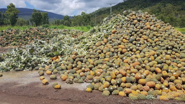 A photo posted by NQ Paradise Pines showing tonnes of pineapples going to waste in Rollingstone due to an oversupply and the temporary closure of the Golden Circle cannery.