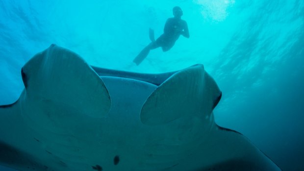 Diving with manta rays.