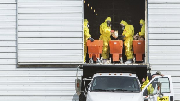 Workers discard dead chickens at a farm in Iowa after an avian flu scare.